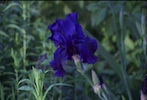 Blue Iris Timelapse